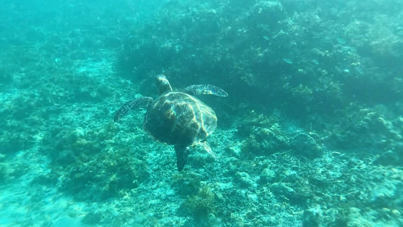 イワシとカメに会いに行く、『モアルボアル（Moalboal）』＆『カワサンフォール（Kawasan Falls）』　Part ２